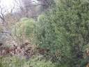 PICT9563.JPG