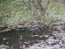 PICT9619.JPG