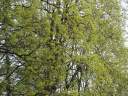 PICT9705.JPG